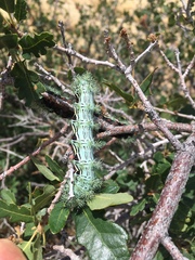 Automeris zephyria