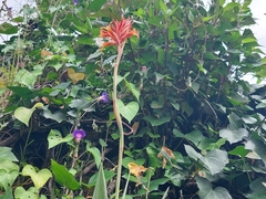 Dichromanthus cinnabarinus