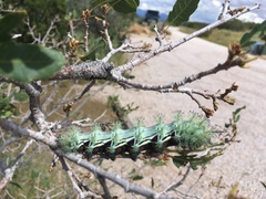 Automeris zephyria