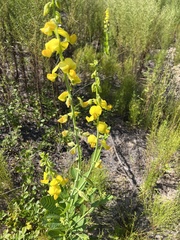 Crotalaria spectabilis