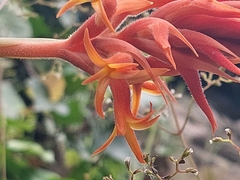 Dichromanthus cinnabarinus