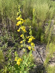 Crotalaria spectabilis