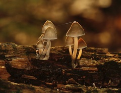 Mycena subgalericulata