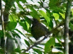 Mitrospingus cassinii