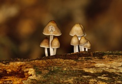 Mycena subgalericulata