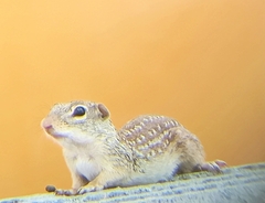 Ictidomys parvidens
