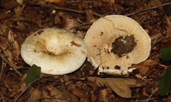 Lactifluus deceptivus