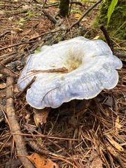 Lactarius indigo