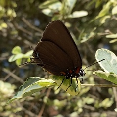 Atlides halesus