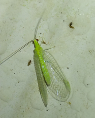 Ceraeochrysa lineaticornis