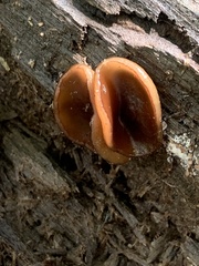 Pachyella clypeata