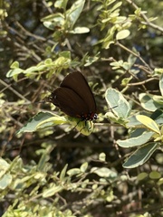 Atlides halesus