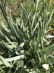 Craspedia variabilis