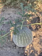 Citrullus colocynthis