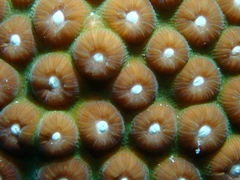 Montastraea cavernosa