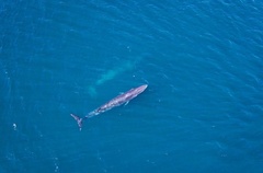 Balaenoptera edeni brydei
