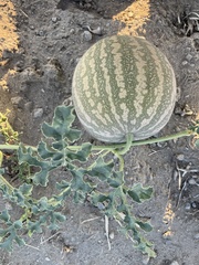 Citrullus colocynthis