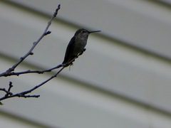 Calypte anna