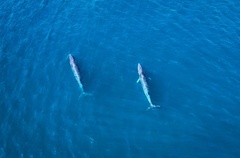 Balaenoptera edeni brydei