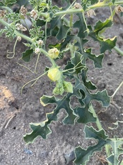 Citrullus colocynthis