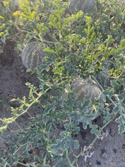 Citrullus colocynthis