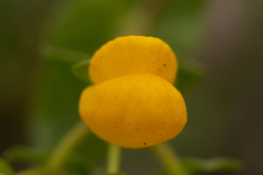Calceolaria glandulosa