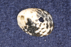 Nerita albicilla