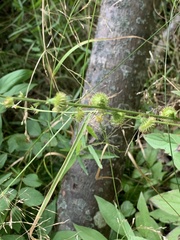 Agrimonia gryposepala