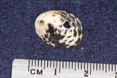 Nerita albicilla