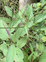 Agrimonia gryposepala