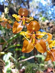 Cyrtochilum tetracopis