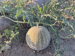 Citrullus colocynthis