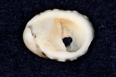 Nerita albicilla