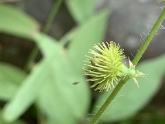 Agrimonia gryposepala