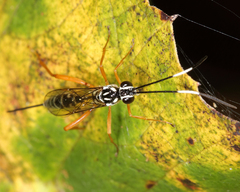 Polycyrtus neglectus