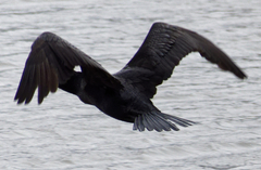 Nannopterum brasilianum