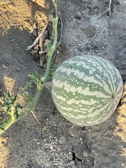 Citrullus colocynthis