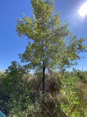 Fraxinus velutina