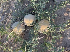 Citrullus colocynthis