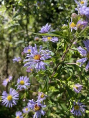 Symphyotrichum puniceum