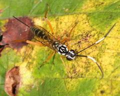 Polycyrtus neglectus