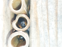 Xylocopa tabaniformis azteca