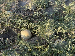 Citrullus colocynthis