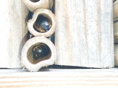 Xylocopa tabaniformis azteca