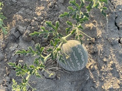 Citrullus colocynthis