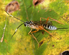 Polycyrtus neglectus