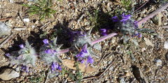Salvia carduacea