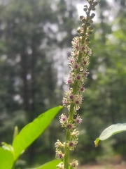 Phytolacca icosandra