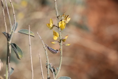 Crotalaria smithiana