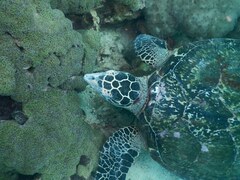 Eretmochelys imbricata